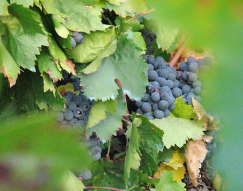 Beaufort Vines