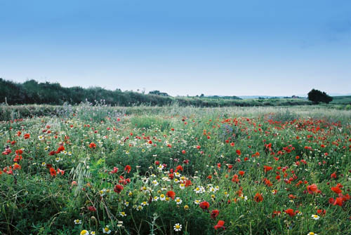  Beaufort Spring