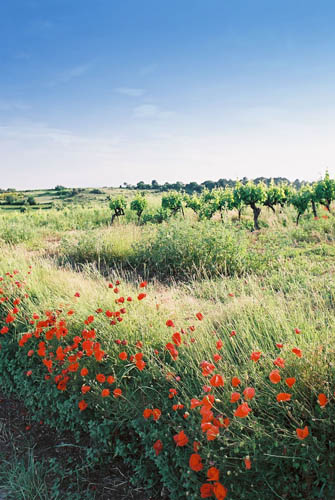 Poppies-and-Vines
