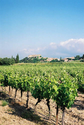Summer Vines