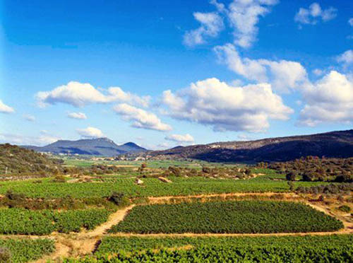 Vineyards of the Minervois